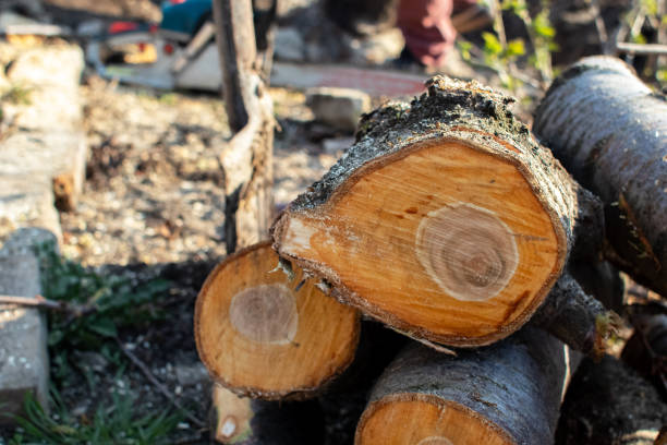 Best Seasonal Cleanup (Spring/Fall)  in Prairie Du Chien, WI