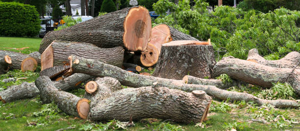 Best Firewood Processing and Delivery  in Prairie Du Chien, WI