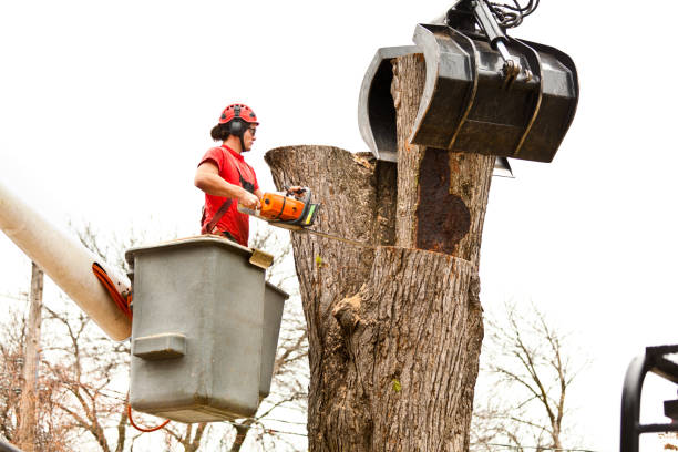 Best Residential Tree Removal  in Prairie Du Chien, WI